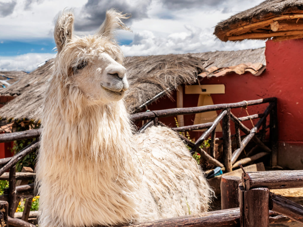 Why Alpaca Is The Most Sustainable Material In The World– Shupaca