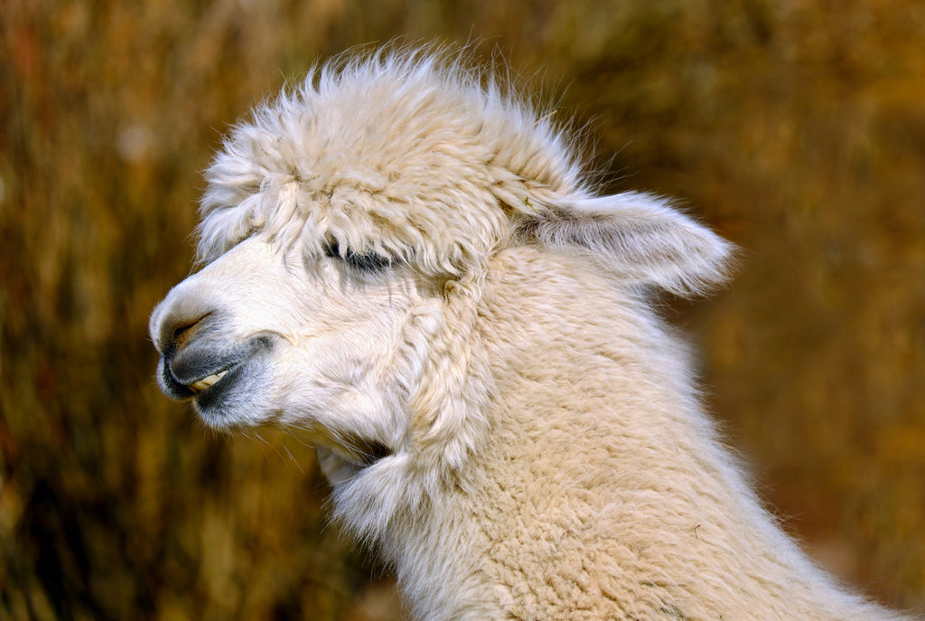 How Is Alpaca Yarn Made? in 6 Steps